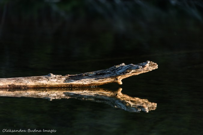 reflection on Nellie Lake in Killarney