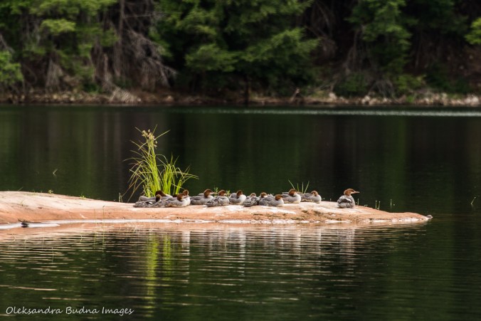merganser ducks on grace Lake in Killarney