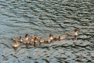 merganser ducks on grace Lake in Killarney
