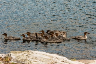 merganser ducks on grace Lake in Killarney