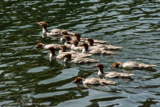 merganser ducks on grace Lake in Killarney