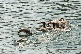merganser ducks on grace Lake in Killarney
