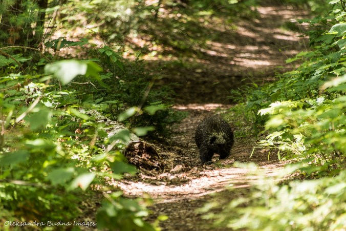porcupine