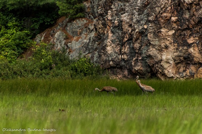 sandhill cranes in Killarney