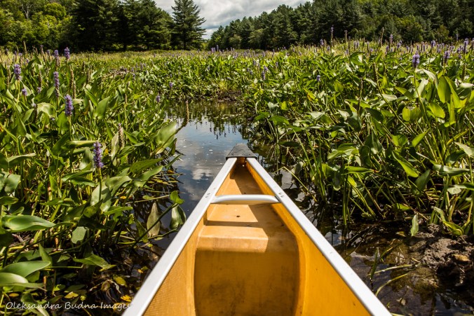 paddling on Howry Creek in Killarney