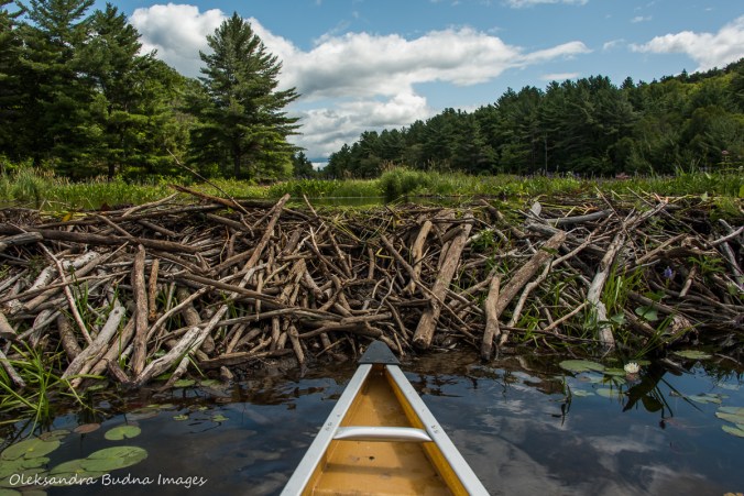 beaver dam on Howry Creek in Killarney