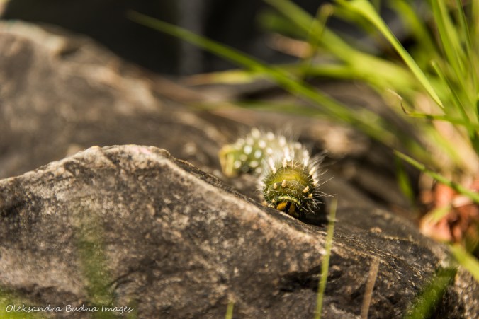 cecropia moth caterpillar