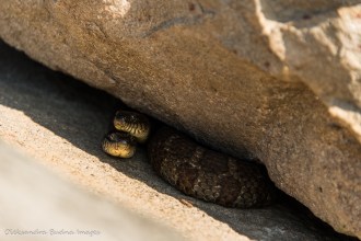 two snakes under a rock