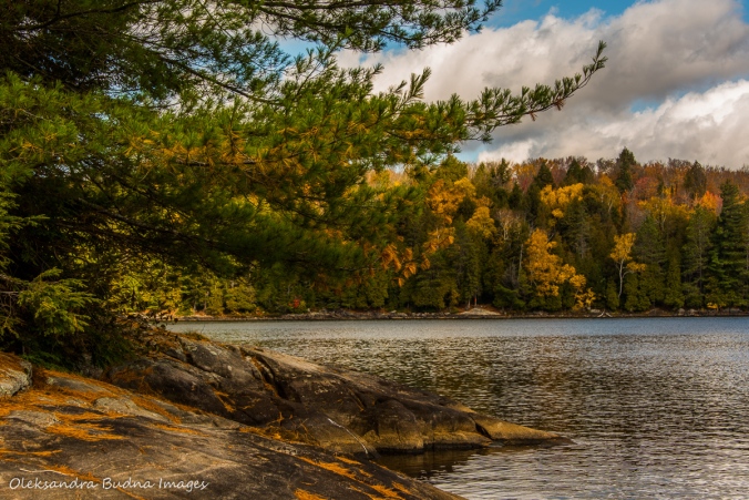 Lake Louisa in Algonquin in the fall