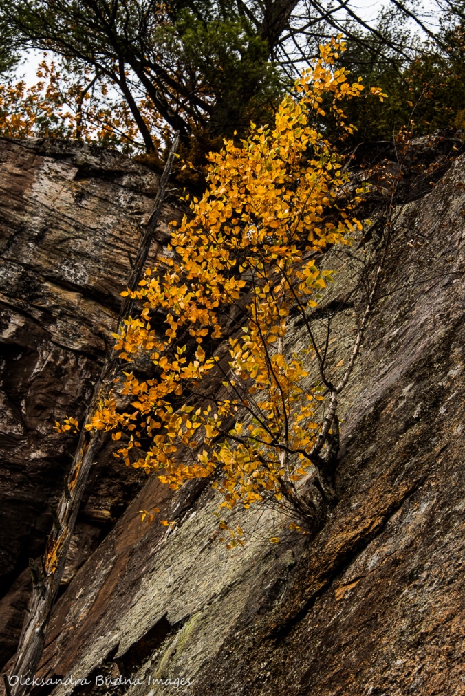 yellow birch on a cliff on Rock Lake in Algonquin