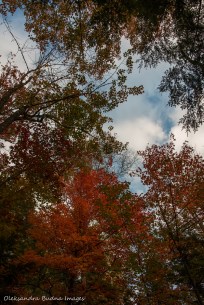 tress in the fall against blue sky