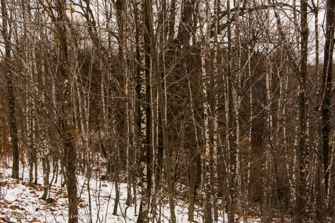 forest in November at Forks of the Credit provincial park