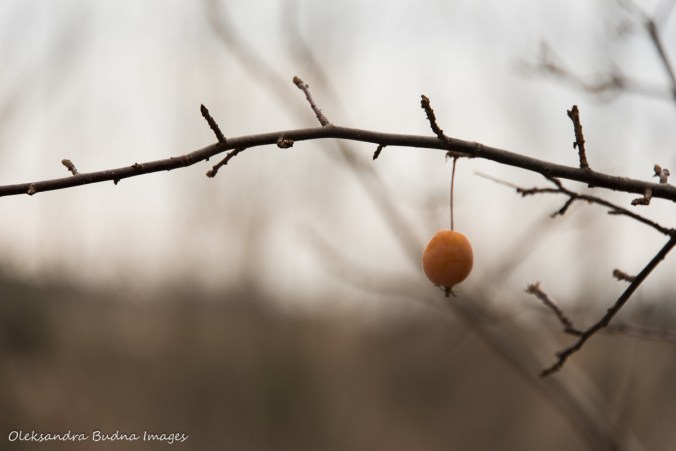 lone crabapple on a branch