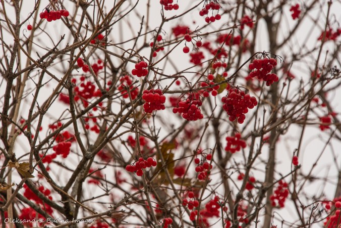 guelder rose berries