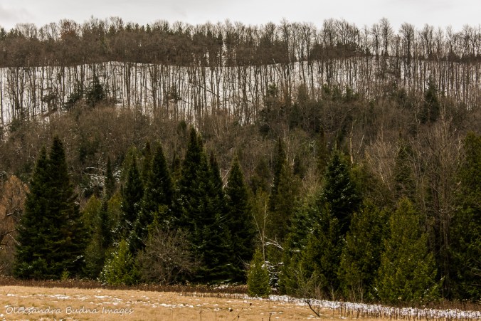 Forks of the Credit provincial park