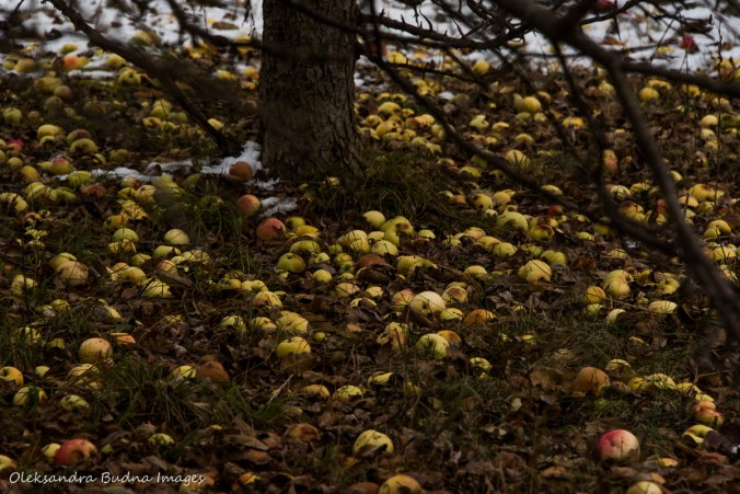 apples on the ground
