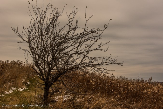 lone tree in the field at Forks of the Credit provincial park