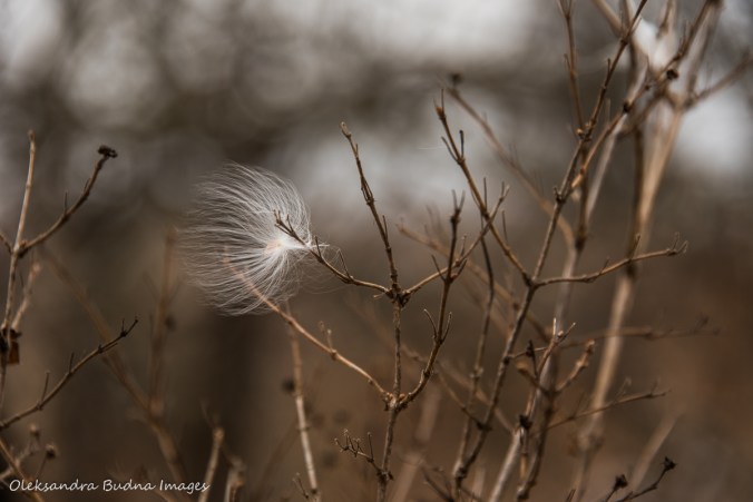 milkweed seed stuck in a branch
