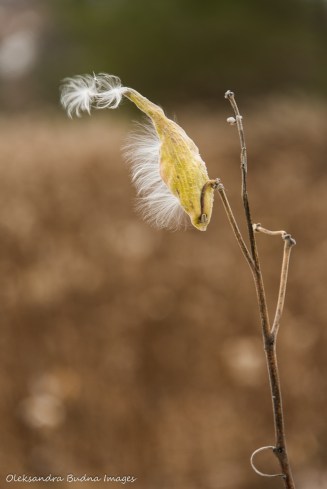 milkweed pod