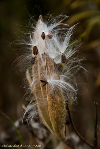 milkweed pod
