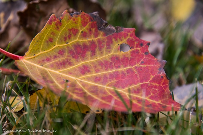 leaf on the ground