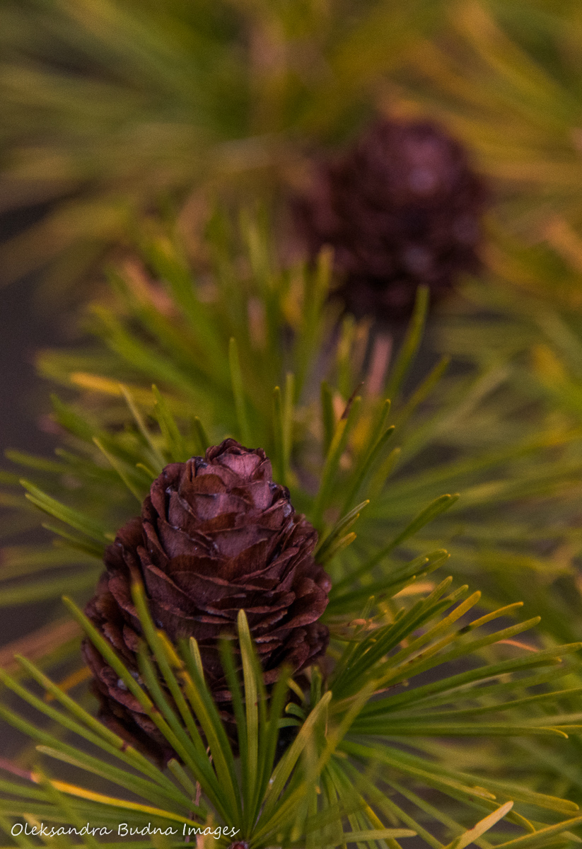 tamarack branch and pine cone