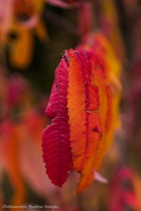 red sumac leaves