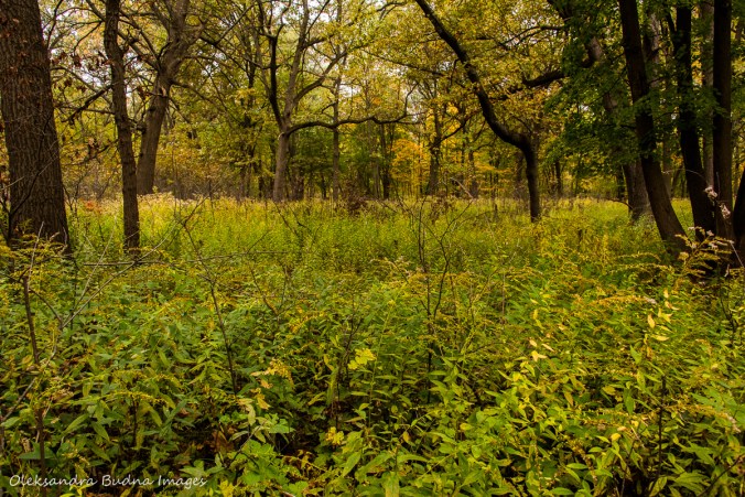 oak savanna at Ojibway Park in Windsor