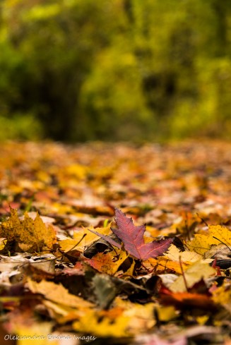 trail at ojibway park in Windsor