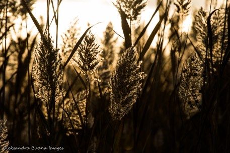 grass at Ojibway Prairie Nature Reserve in Windsor