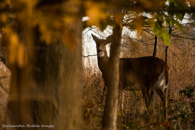 deer at Ojibway Prairie Nature Reserve