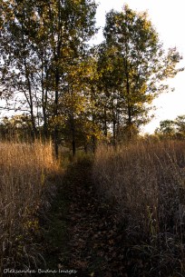 trail at Ojibway Prairie Nature Reserve in Windsor