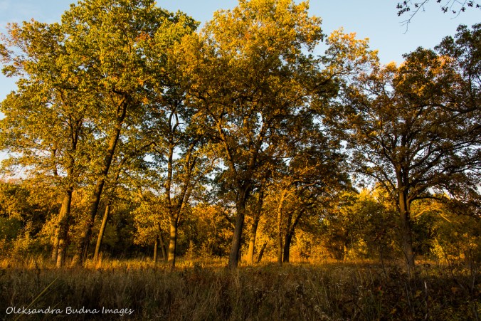 Ojibway Prairie Nature Reserve in Windsor