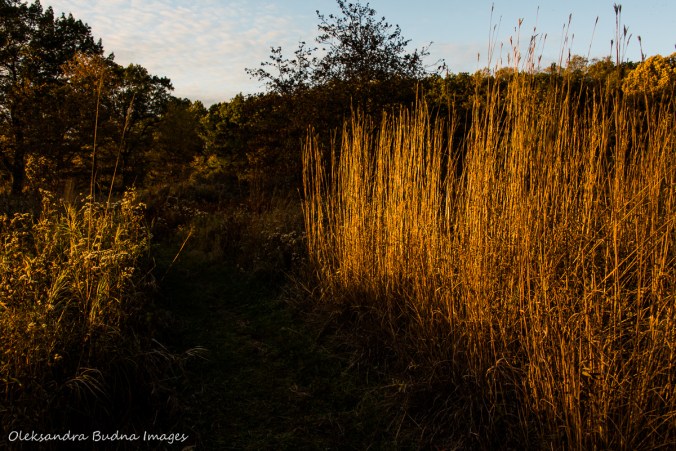 tallgrass prairie at Ojibway Prairie nature reserve in Windsor