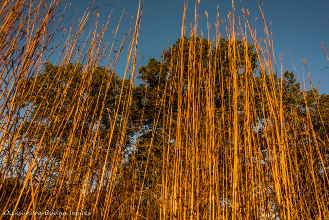 tall grass at Ojibway Prairie Nature Reserve in Windsor