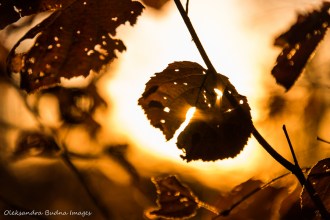sunset at Ojibway Prairie Nature Reserve in Windsor