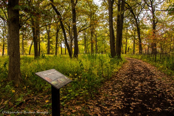 old growth oak forest at Ojibway Park in Widnsor