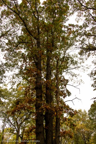 oak tree in the fall
