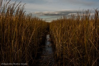 marsh at Point Pelee National Park