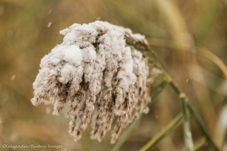 grass covered in snow
