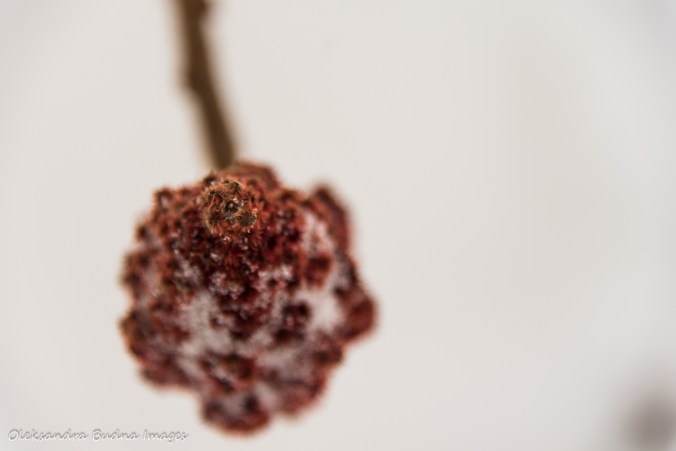 sumac cone covered in snow