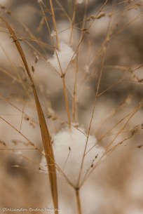 grass covered in snow