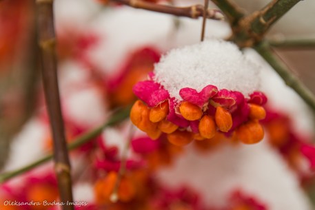 snow on orange berries