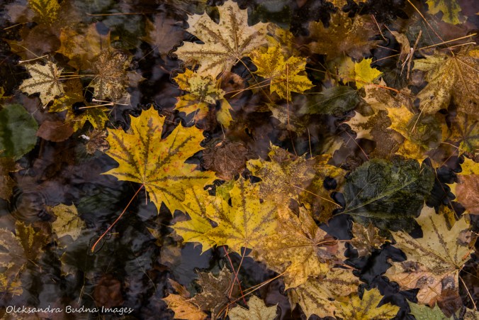 yellow maple leaves in the water