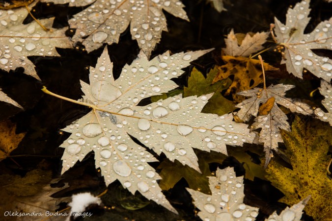 drops on a yello wmaple leaf