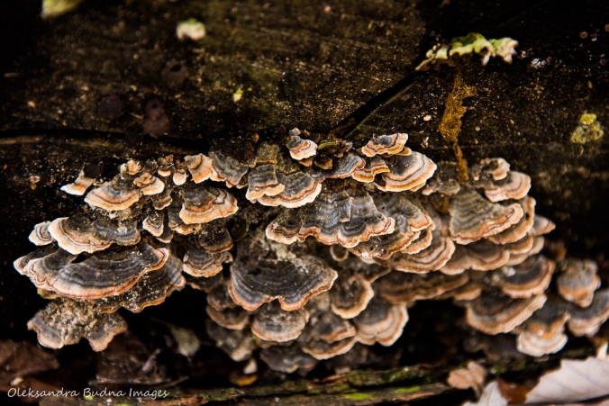 fungi on a tree trunk