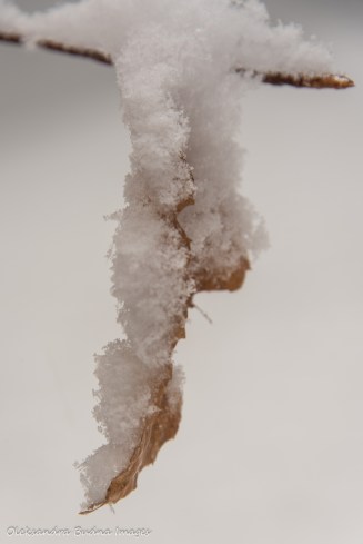 snow covered leaf