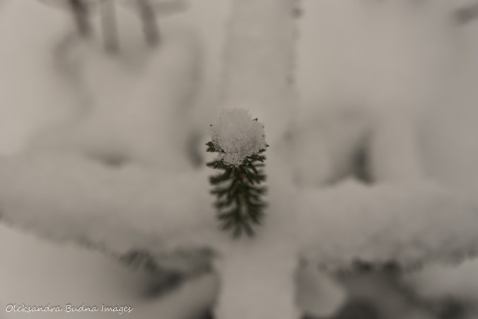 snow covered fir tree