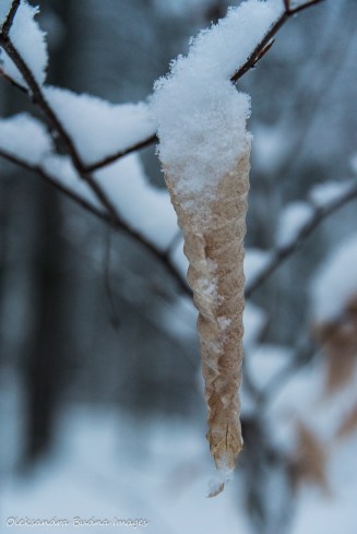 snow on a leaf