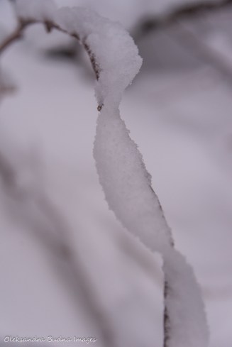 snow covered branch